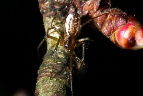 Réf. 198 332 : Neriene peltata